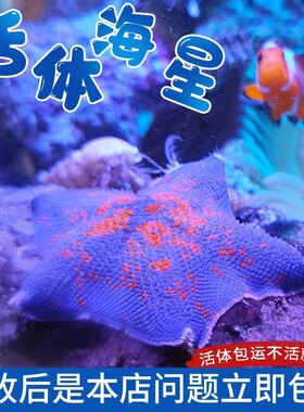 海星活体宠物小型观赏海水造景桌面 海燕海星海盘车海星 出摊创业