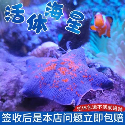海星活体宠物小型观赏海水造景桌面 海燕海星海盘车海星 出摊创业