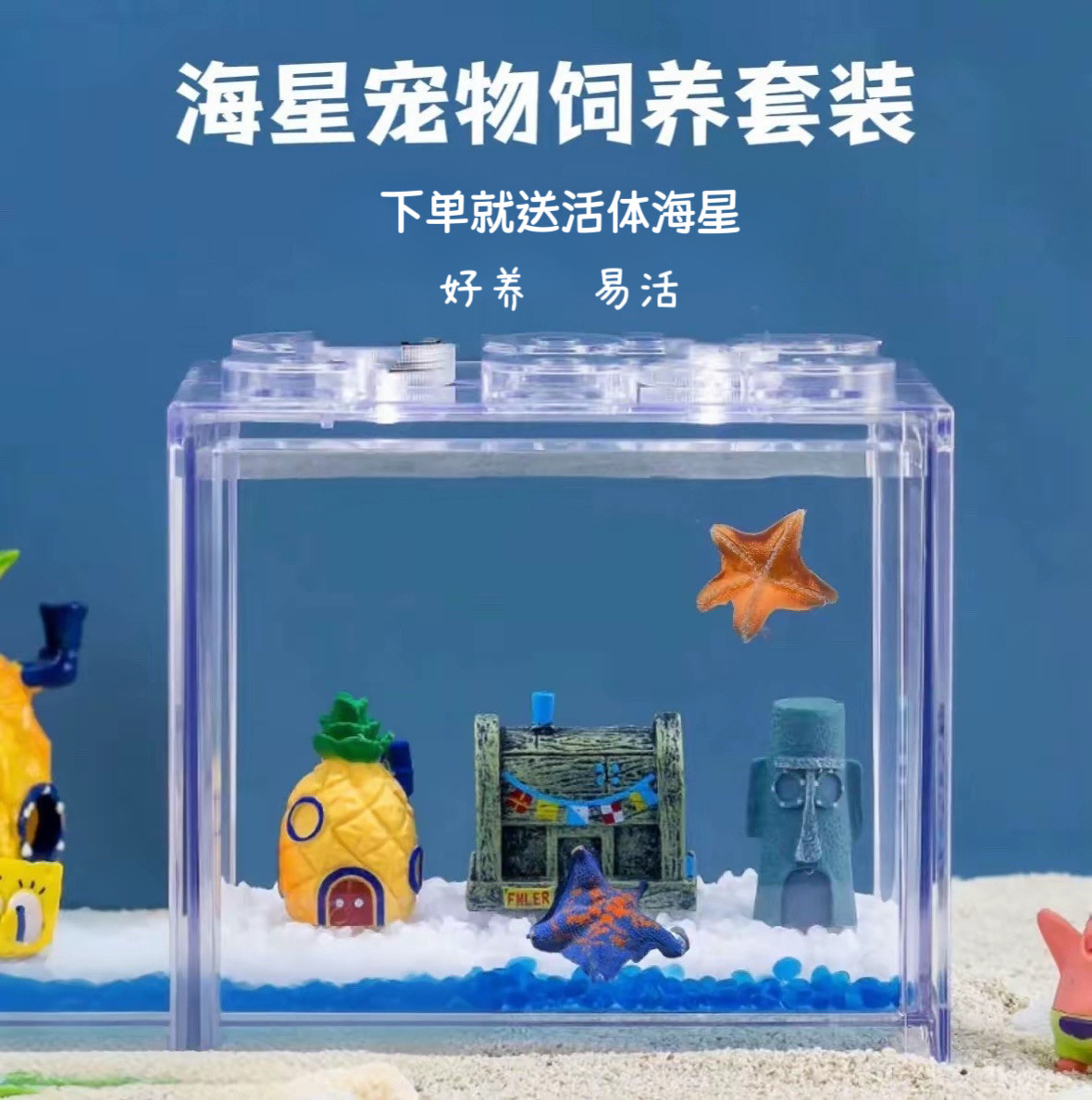 海星饲养套餐 桌面宠物小景观 桌面鱼缸造景解压 海燕海星 礼品