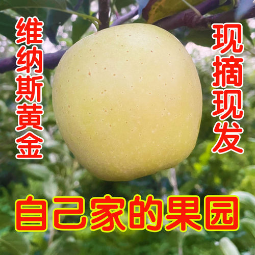 维纳斯黄金苹果山东黄豆肥料脆甜