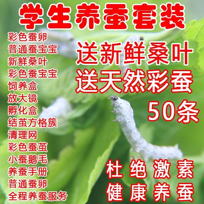 桑叶新鲜蛋卵春彩色蚕宝宝套装七彩儿童学生白色幼虫宠物error