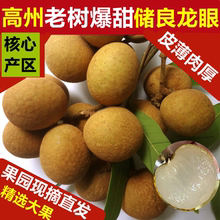 新鲜桂圆 现摘现发高州新鲜储良大龙眼甜水果非石硖 5斤顺丰包邮