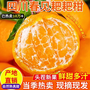 四川春见耙耙柑橘子新鲜水果当季 整箱粑粑柑桔子果农自销产地直发