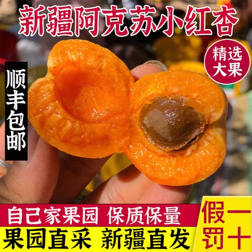新疆小红杏树上自然熟出口品质