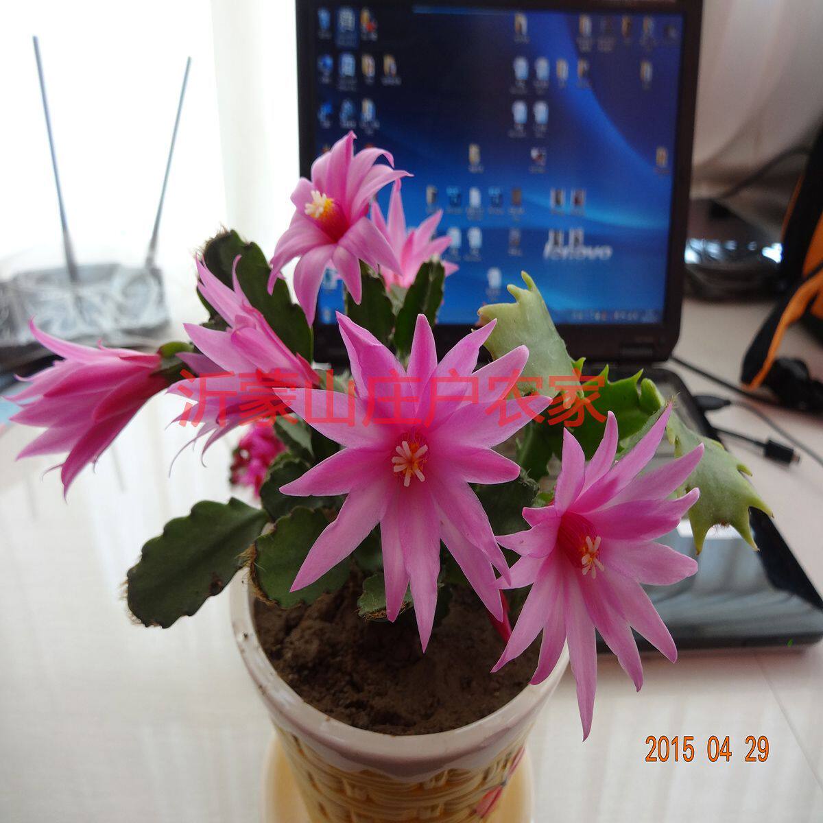 假昙花蟹爪兰 仙指兰仙人掌绿植花卉 仙人掌 盆栽 阳台