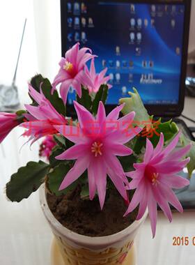 绿植花卉盆栽阳台仙指兰