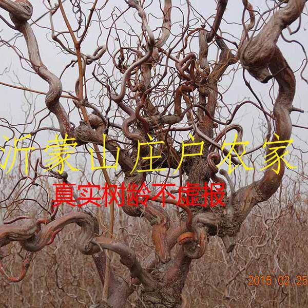 龙枣、龙须枣、枣树、枣树苗、弯曲枣树苗 枣树 果树苗龙须枣树