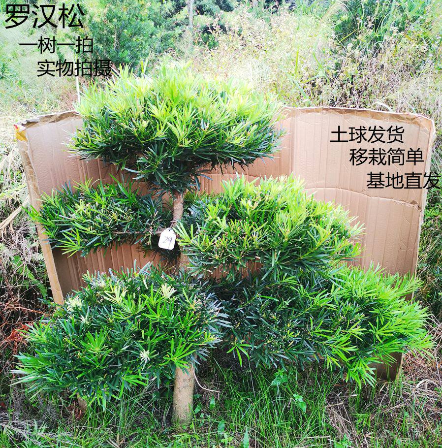 精品造型罗汉松树苗庭院真树名贵盆景四季常青带土球好养一树一拍