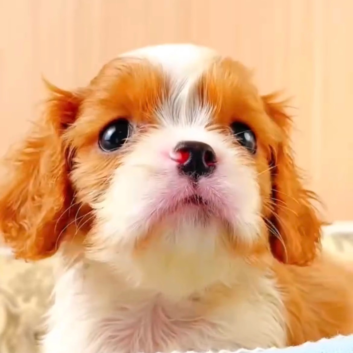 纯种血统查理王小猎犬幼崽活体双血统纯种骑士犬赛级纯种猎犬