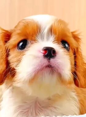 纯种血统查理王小猎犬幼崽活体双血统纯种骑士犬赛级纯种猎犬