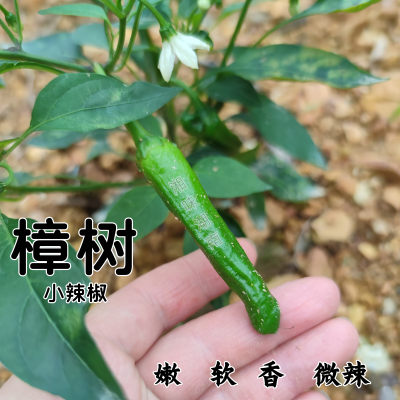 樟树小辣椒软皮辣椒薄皮辣椒