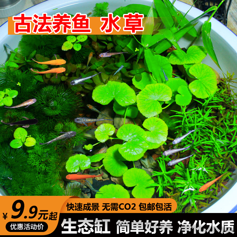 古法造景水草净化水质植物套餐绿菊浮萍原生态水上生长坨草鱼造景-封面