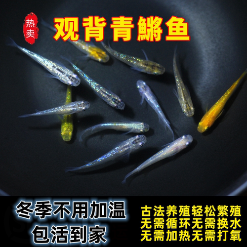 冷水迷你锦鲤鳉鱼观背鱼古法养殖
