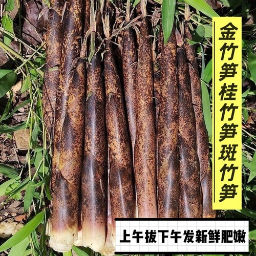 江西农家野生新鲜现拔现发雷笋麻壳笋金竹笋花壳笋春笋尖小竹笋