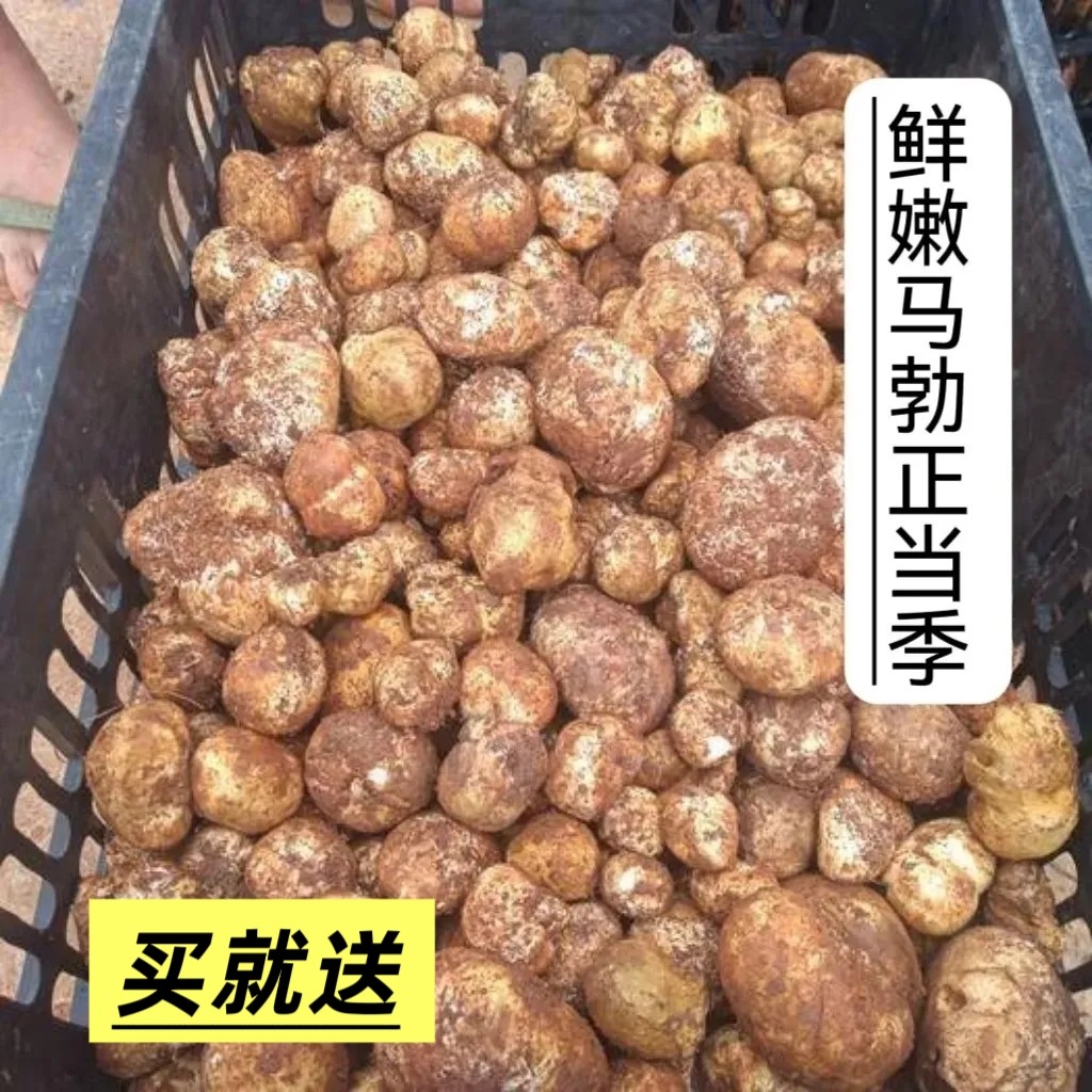 江西赣州新鲜野生石头菇鸡腰子松毛蛋土蛋马脖菇马粪包现摘食用