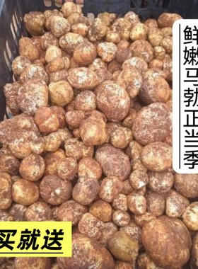 江西赣州新鲜野生石头菇鸡腰子松毛蛋土蛋马脖菇马粪包现摘食用