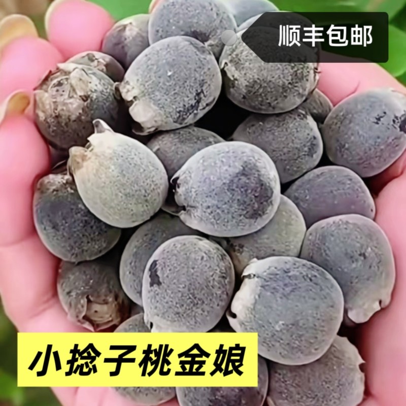 广东新鲜现摘野生桃金娘山捻子泡酒水果多尼果山野果子顺丰包邮