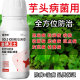 芋头病全管芋头杀菌剂枯萎灰斑疫病污斑病软腐病毒芋头病专用药