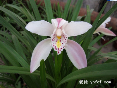 春季花期|龙州兰Cym eburneum var longzhouense|蕙兰属|香