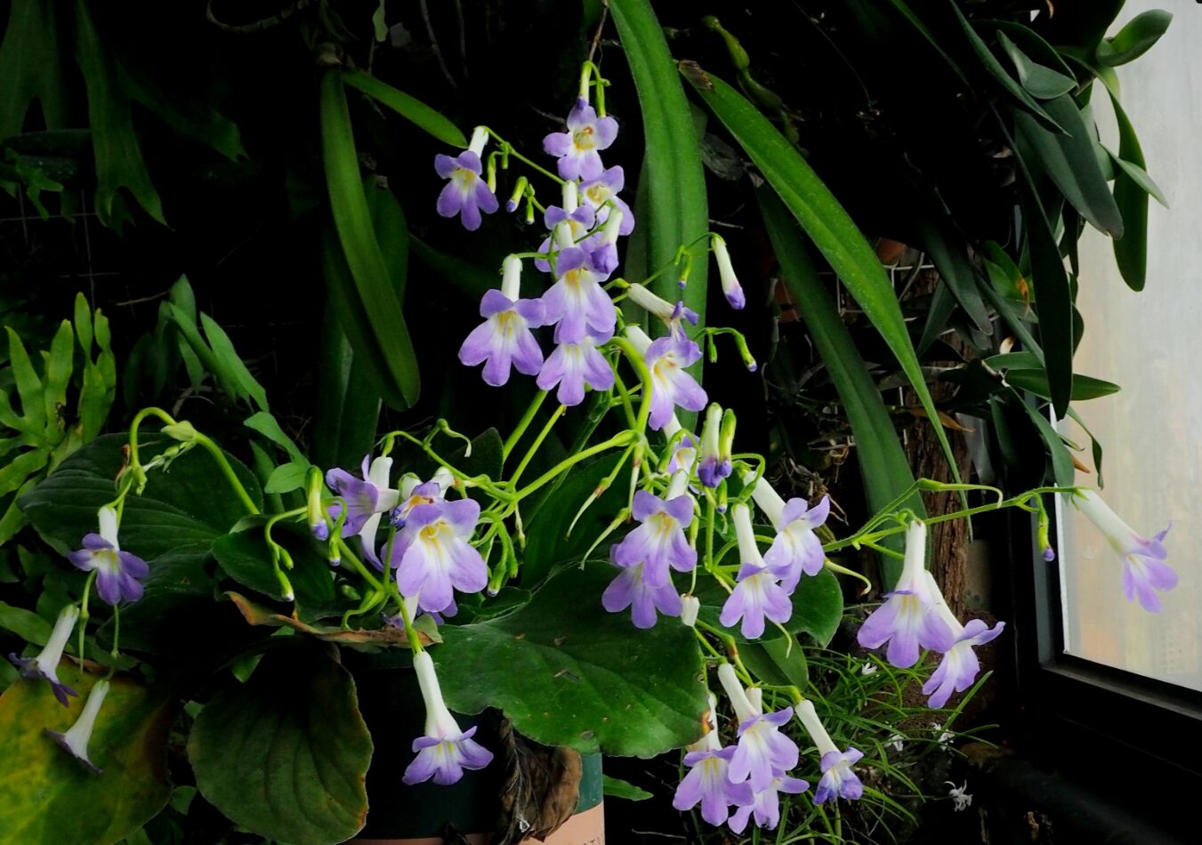 桂林报春苣苔|长梗变种Primulina gueilinensis|春季花期|大植株