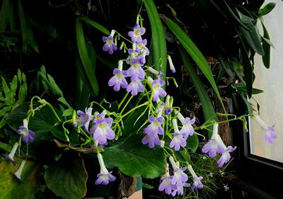 桂林报春苣苔|长梗变种Primulina gueilinensis |春季花期|大植株