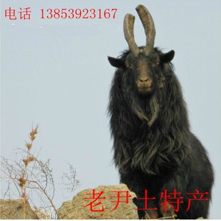 沂蒙山农家散养新鲜现杀黑山羊肉 黑羊肉 土山羊 整只