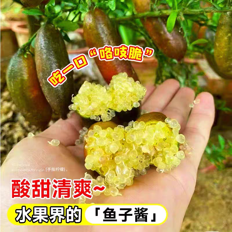 手指柠檬苗树柠檬树指橙澳洲鱼籽酱柠檬嫁接四季结果包邮庭院盆栽