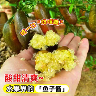 手指柠檬苗树柠檬树指橙澳洲鱼籽酱柠檬嫁接四季结果包邮庭院盆栽