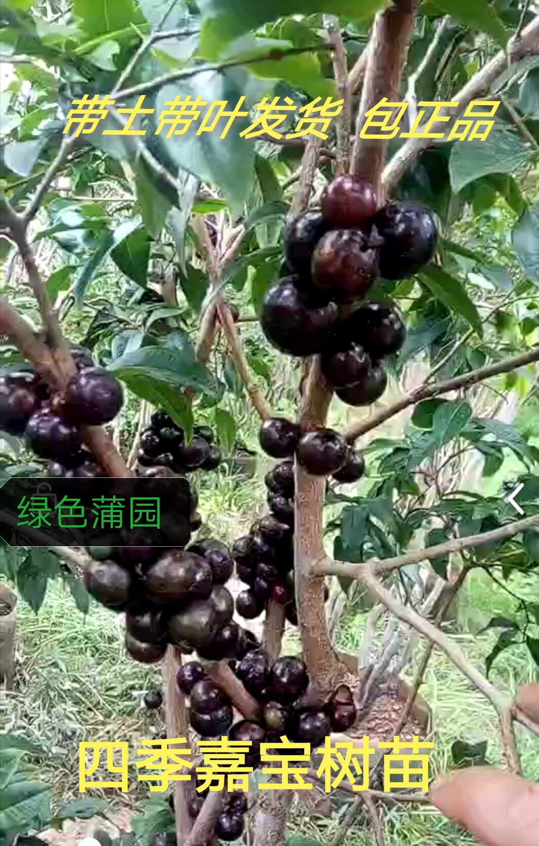 嘉宝果树苗四季早生红妃艾斯卡树葡萄苗正宗台湾新品南北方种植苗