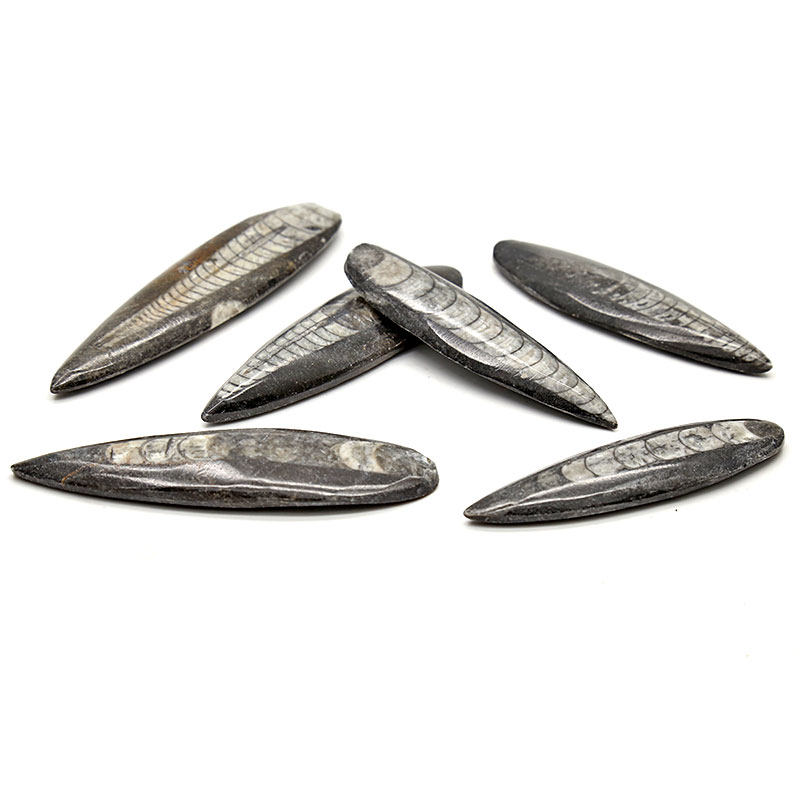 y2天然摩洛哥角石化石 震旦角石古生物化石原石标本无孔可diy吊坠