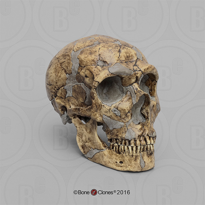 vm非常博物馆boneclones美国定制骨骼尼安德特人颅骨科教模型摆件