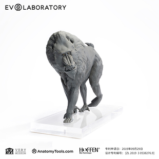 VM非常博物馆EVO肌肉解剖系列山魈科教模型雕塑教学摆件