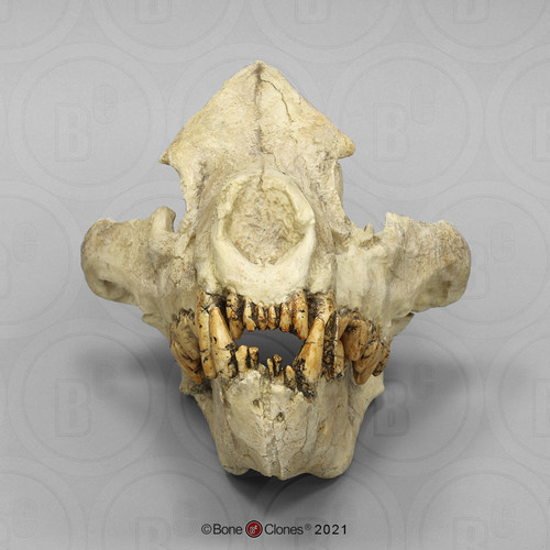 BoneClones定制科教模型