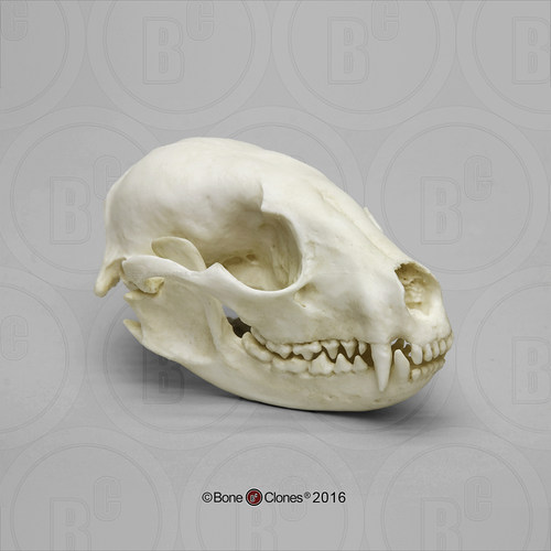 BoneClones定制科教模型
