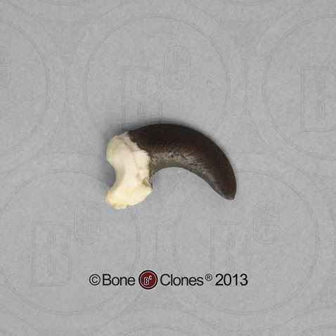 BoneClones定制科教模型