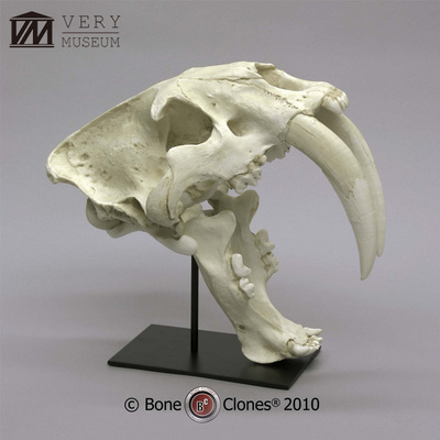 BoneClones科教模型美术教学