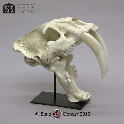 VM非常博物馆boneclones美国定制骨骼冰河时期剑齿虎骨骼科教模型 - 封面