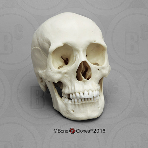 BoneClones定制科教模型