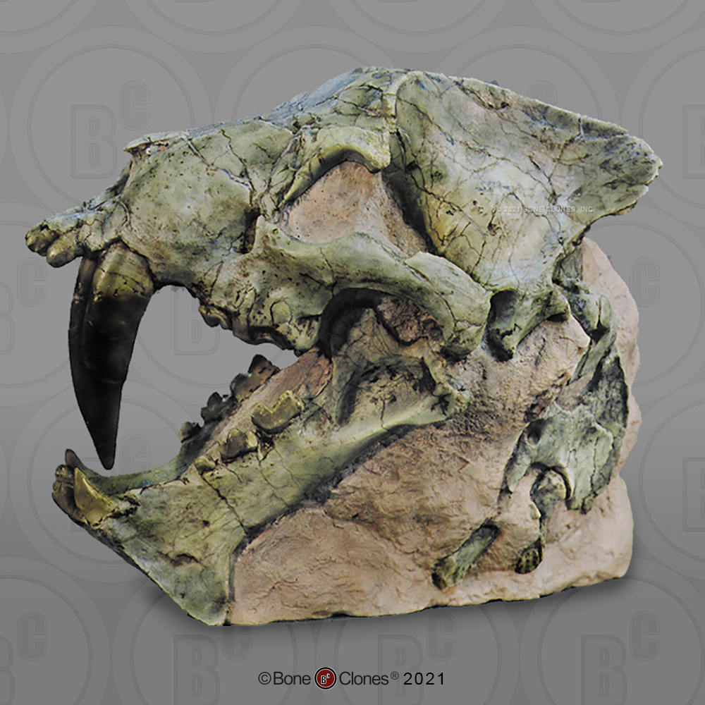 VM非常博物馆boneclones定制骨骼始伪剑齿虎头骨医学骨骼科教模型,模玩/动漫/周边/娃圈三坑/桌游,艺术家手办/潮玩雕像,淘宝优惠券,粉丝福利购,淘宝优惠卷