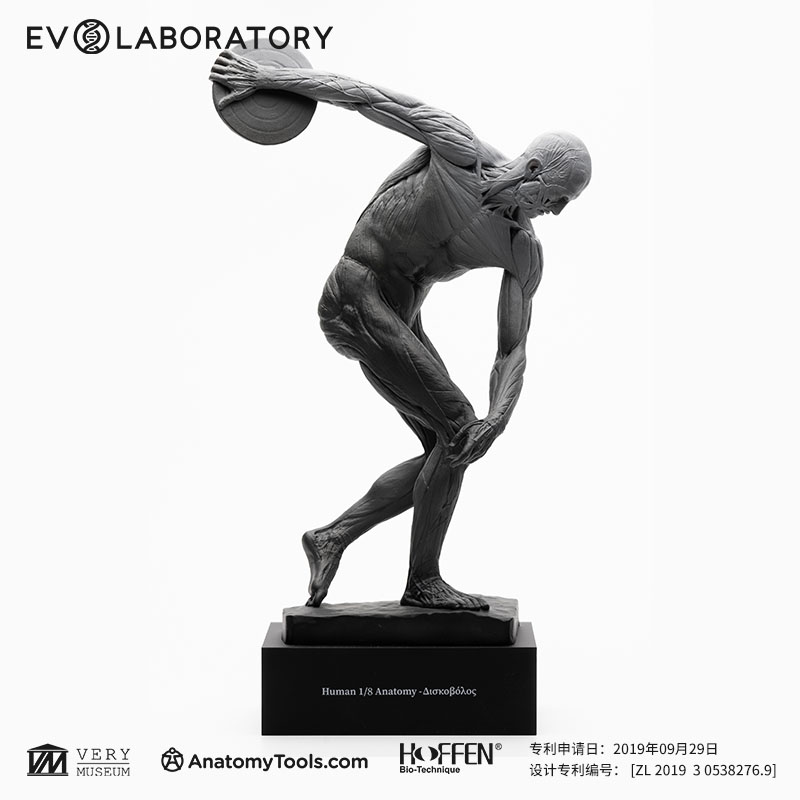 EVOLABORATORY科教模型掷铁饼者