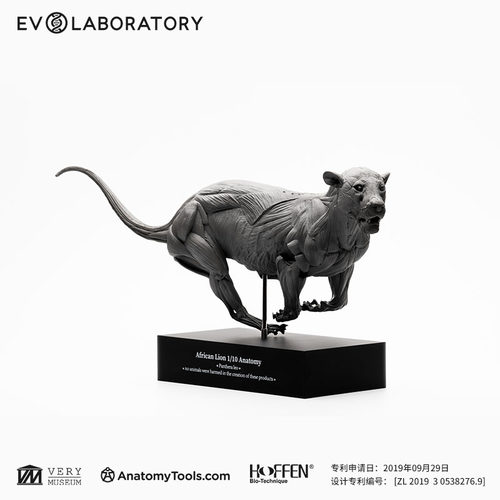 科教模型肌肉解剖非洲狮树脂模型
