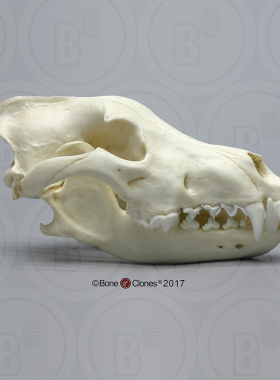VM非常博物馆boneclones美国定制骨骼西伯利亚灰狼头骨科教模型