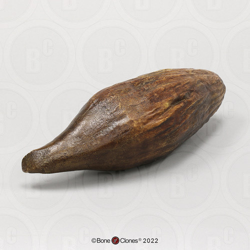 BloneClones科教模型