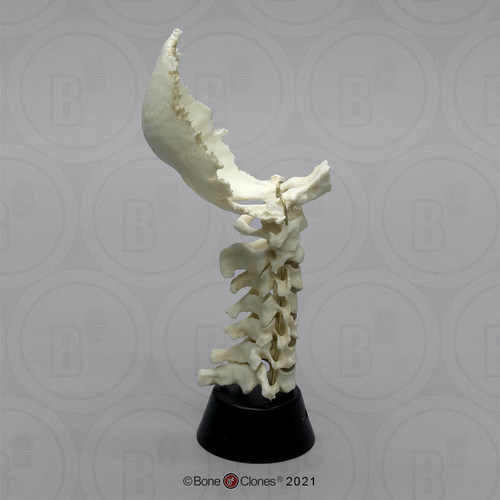 【定金】VM非常博物馆boneclones定制人体枕颈联合骨骼组合
