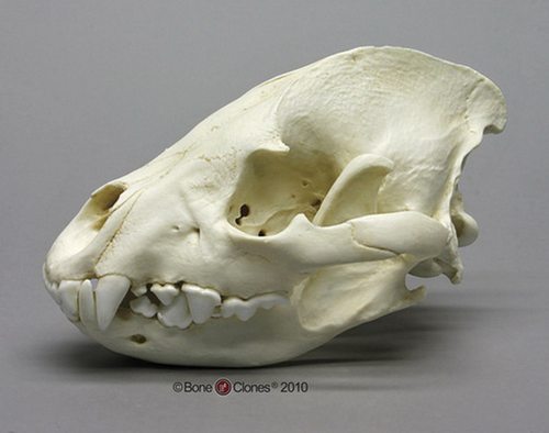 Boneclones定制科教模型