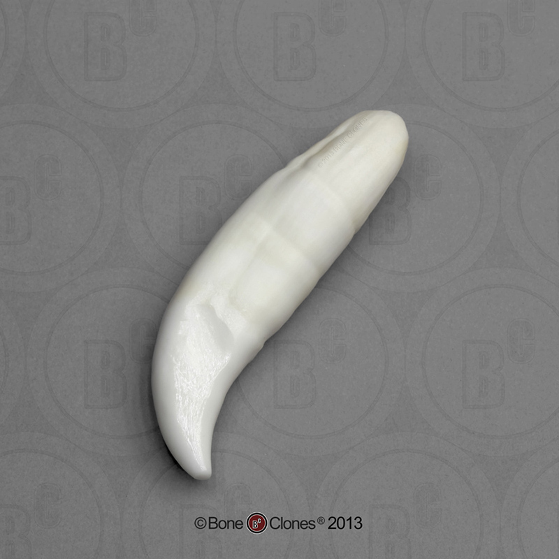 vm非常博物馆boneclones美国定制骨骼虎鲸牙齿科教模型美术医学