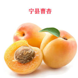 宁县特产曹杏大黄杏2500g(5斤)家庭实惠简装