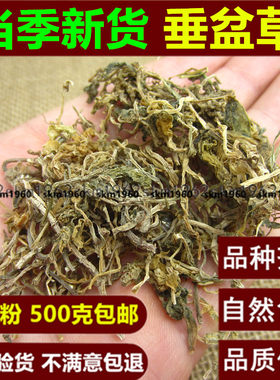 精选 垂盆草干 垂盆草茶 狗牙草 石头菜 垂盆草500g克包邮食用