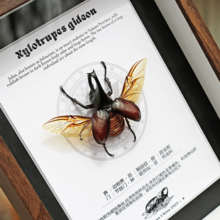 姬兜独角仙甲虫标本相框展示挂画真昆虫装饰画摆件高档小朋友礼物