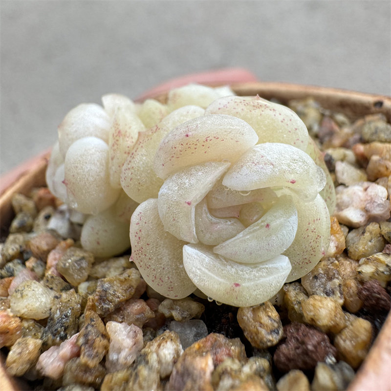 多肉植物化水女王明月心麦秆一物一拍好养多肉绿植办公室桌面盆栽